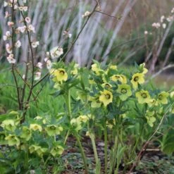 Helleborus × Hybridus Harvington Yellow With Dark Eye 7 Helleborus × Hybridus Harvington Yellow With Dark Eye -KANG Plants Shop pl2000023660 card3 lg