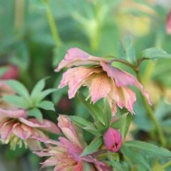 Helleborus × Hybridus Harvington Double Apricot -KANG Plants Shop pl2000023661 card2 lg