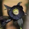 Helleborus × Hybridus Harvington Black -KANG Plants Shop pl2000023662