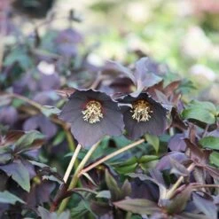 Helleborus × Hybridus Harvington Black -KANG Plants Shop pl2000023662 card2 lg