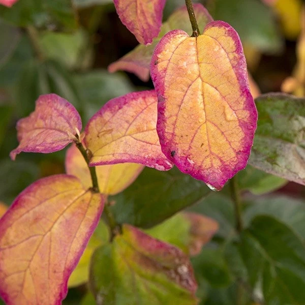 Parrotia Persica Persian Spire ('JLPN01') (PBR) 4 Parrotia Persica Persian Spire ('JLPN01') (PBR) - Image 2