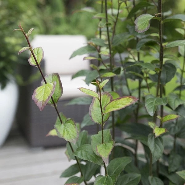 Parrotia Persica Persian Spire ('JLPN01') (PBR) 5 Parrotia Persica Persian Spire ('JLPN01') (PBR) - Image 3