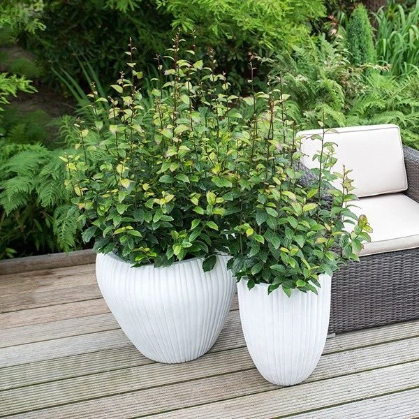 Parrotia Persica Persian Spire ('JLPN01') (PBR) 6 Parrotia Persica Persian Spire ('JLPN01') (PBR) - Image 4