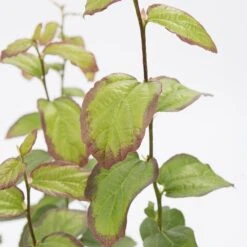 Parrotia Persica Persian Spire ('JLPN01') (PBR) 15 Parrotia Persica Persian Spire ('JLPN01') (PBR) -KANG Plants Shop pl2000023845 card6 lg