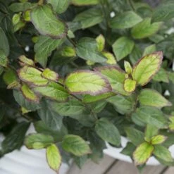 Parrotia Persica Persian Spire ('JLPN01') (PBR) 16 Parrotia Persica Persian Spire ('JLPN01') (PBR) -KANG Plants Shop pl2000023845 card7 lg