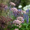 Agastache & Angelica Plant Combination