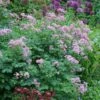 Thalictrum & Astrantia Plant Combination 1 Thalictrum & Astrantia Plant Combination -KANG Plants Shop pl2000024165