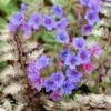 Pulmonaria & Athyrium Plant Combination 1 Pulmonaria & Athyrium Plant Combination -KANG Plants Shop pl2000024464