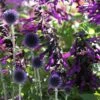 Echinops & Salvia Plant Combination 1 Echinops & Salvia Plant Combination -KANG Plants Shop pl2000024472