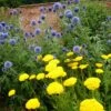 Echinops & Achillea Plant Combination -KANG Plants Shop pl2000024477