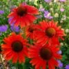 Echinacea 'Hot Lava' (PBR) -KANG Plants Shop pl2000024661