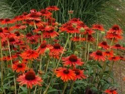 Echinacea 'Hot Lava' (PBR) -KANG Plants Shop pl2000024661 card2 lg
