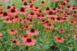 Echinacea 'Hot Lava' (PBR) -KANG Plants Shop pl2000024661 card3 lg