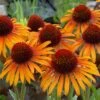 Echinacea 'Flame Thrower' (PBR) -KANG Plants Shop pl2000024662