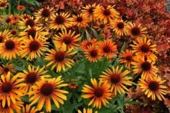 Echinacea 'Flame Thrower' (PBR) -KANG Plants Shop pl2000024662 card3 lg