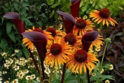 Echinacea 'Flame Thrower' (PBR) -KANG Plants Shop pl2000024662 card5 lg