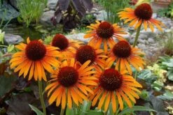 Echinacea 'Flame Thrower' (PBR) -KANG Plants Shop pl2000024662 card6 lg