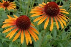 Echinacea 'Flame Thrower' (PBR) -KANG Plants Shop pl2000024662 card7 lg