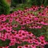 Echinacea 'Amazing Dream' (PBR) 2 Echinacea 'Amazing Dream' (PBR) -KANG Plants Shop pl2000024665