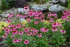 Echinacea 'Amazing Dream' (PBR) 11 Echinacea 'Amazing Dream' (PBR) -KANG Plants Shop pl2000024665 card2 lg