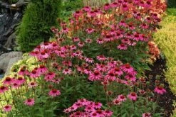 Echinacea 'Amazing Dream' (PBR) 12 Echinacea 'Amazing Dream' (PBR) -KANG Plants Shop pl2000024665 card3 lg