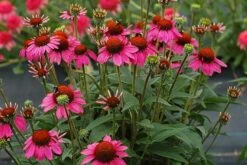 Echinacea 'Amazing Dream' (PBR) 13 Echinacea 'Amazing Dream' (PBR) -KANG Plants Shop pl2000024665 card4 lg