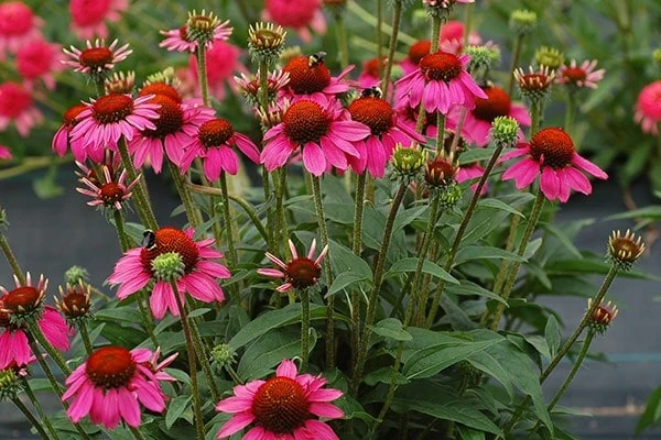 Echinacea 'Amazing Dream' (PBR) 6 Echinacea 'Amazing Dream' (PBR) - Image 4