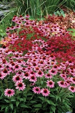 Echinacea 'Amazing Dream' (PBR) 14 Echinacea 'Amazing Dream' (PBR) -KANG Plants Shop pl2000024665 card5 lg
