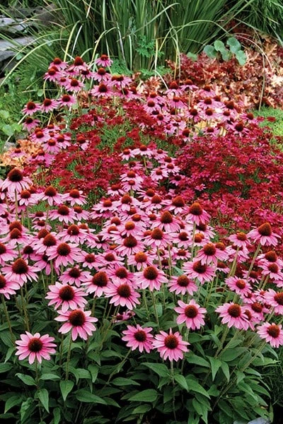 Echinacea 'Amazing Dream' (PBR) 7 Echinacea 'Amazing Dream' (PBR) - Image 5