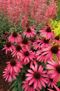 Echinacea 'Amazing Dream' (PBR) 15 Echinacea 'Amazing Dream' (PBR) -KANG Plants Shop pl2000024665 card6 lg