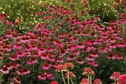 Echinacea 'Amazing Dream' (PBR) 16 Echinacea 'Amazing Dream' (PBR) -KANG Plants Shop pl2000024665 card7 lg