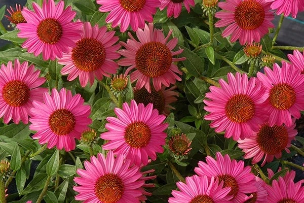 Echinacea 'Amazing Dream' (PBR) 10 Echinacea 'Amazing Dream' (PBR) - Image 8