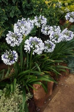 Agapanthus Twister ('Ambic001') (PBR) -KANG Plants Shop pl2000024684 card2 lg