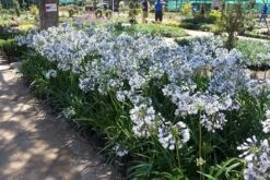 Agapanthus Twister ('Ambic001') (PBR) -KANG Plants Shop pl2000024684 card3 lg