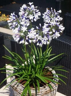 Agapanthus Twister ('Ambic001') (PBR) -KANG Plants Shop pl2000024684 card4 lg