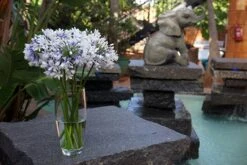 Agapanthus Twister ('Ambic001') (PBR) -KANG Plants Shop pl2000024684 card5 lg