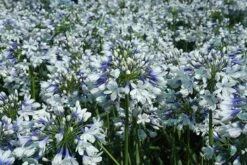 Agapanthus Twister ('Ambic001') (PBR) -KANG Plants Shop pl2000024684 card7 lg