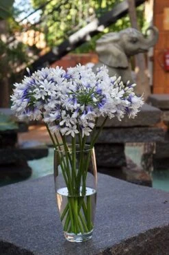 Agapanthus Twister ('Ambic001') (PBR) -KANG Plants Shop pl2000024684 card8 lg