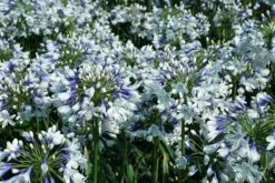 Agapanthus Twister ('Ambic001') (PBR) -KANG Plants Shop pl2000024684 card9 lg