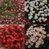 Saxifraga Collection 1 Saxifraga Collection -KANG Plants Shop pl2000025121