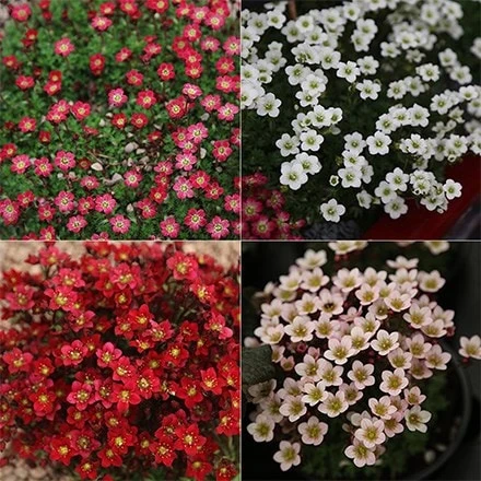Saxifraga Collection 3 Saxifraga Collection