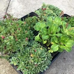 Saxifraga Collection 5 Saxifraga Collection -KANG Plants Shop pl2000025121 card2 lg