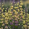 Baptisia 'Pink Lemonade' -KANG Plants Shop pl2000025124