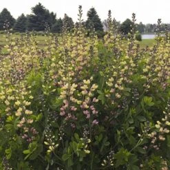 Baptisia 'Pink Lemonade' -KANG Plants Shop pl2000025124 card2 lg