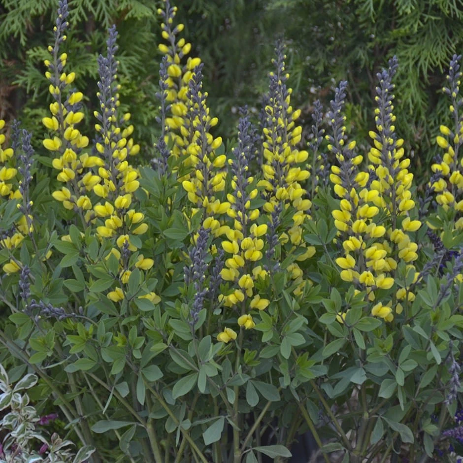 Baptisia 'Lemon Meringue' 3 Baptisia 'Lemon Meringue'