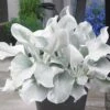 Senecio Candidans Angel Wings ('Senaw') (PBR) 2 Senecio Candidans Angel Wings ('Senaw') (PBR) -KANG Plants Shop pl2000025231
