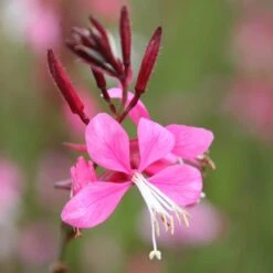 Oenothera Lindheimeri 'Siskiyou Pink'