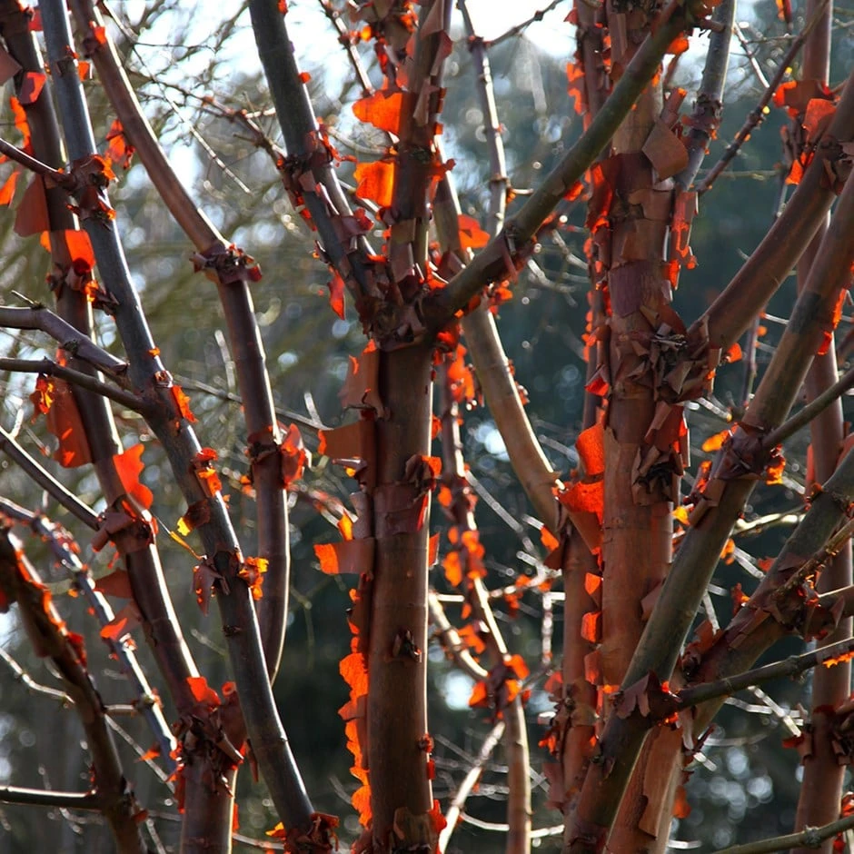 Acer Griseum 3 Acer Griseum