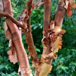 Acer Griseum 9 Acer Griseum -KANG Plants Shop pl2000026319 card4 lg