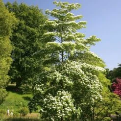 Cornus Controversa -KANG Plants Shop pl2000026320 card2 lg